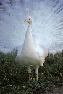 Blue peacock