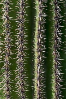 Saguaro