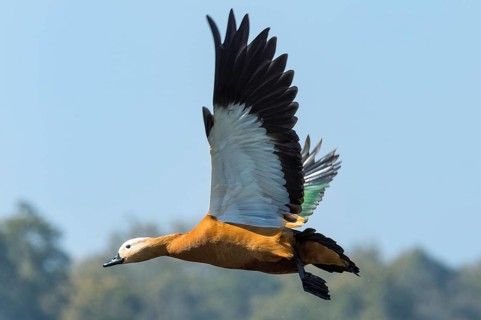 Ruddy Shelduck