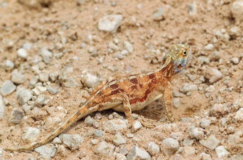 Ground Agama