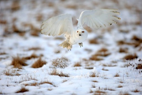 Snowy Owl