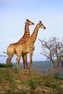 Cape giraffes