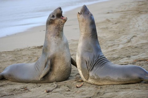 Northern Elephant Seal
