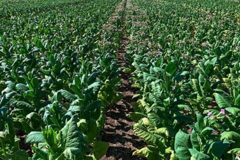 Tobacco plant
