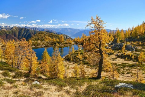 Larches