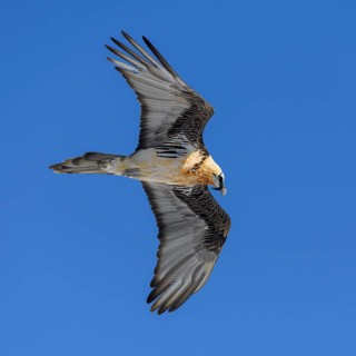 Bearded vulture