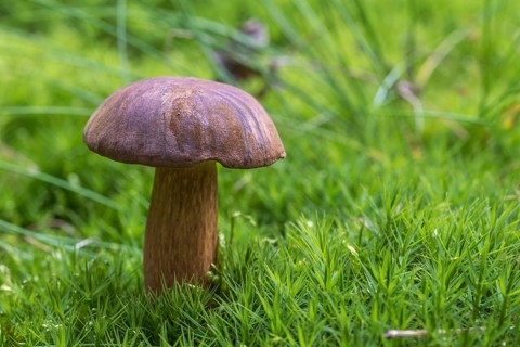 Bay bolete