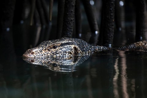 Asian water monitor