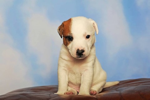 Parson Russell Terrier sitting on leather cushion
