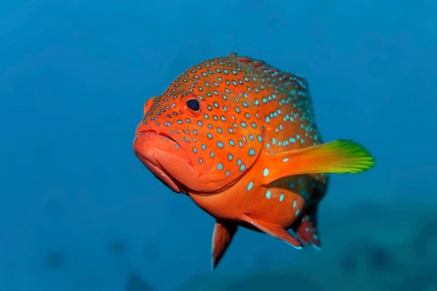 Coral grouper fish