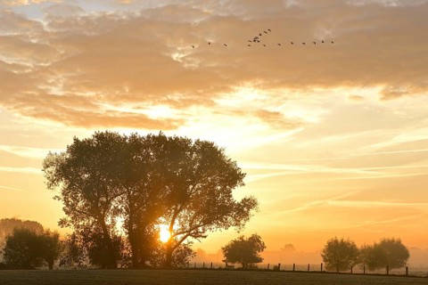 Sunrise behind trees