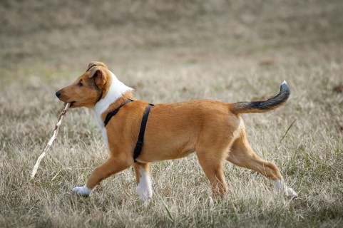 Shorthair collie