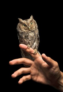 Peru Screech Owl