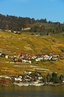 Vineyards in autumn with wine village Epesses