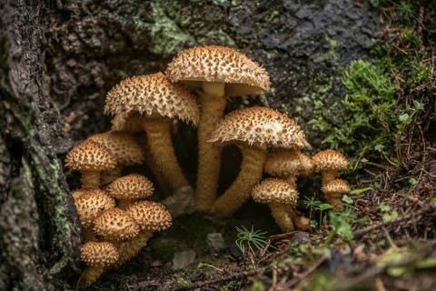 Shaggy scalycap