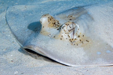 Blue spotted stingray