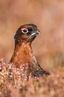 Red Grouse