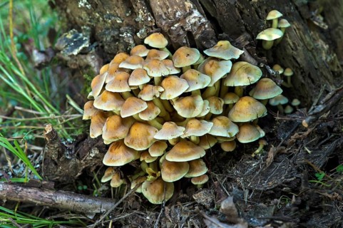 Sulphur tuft