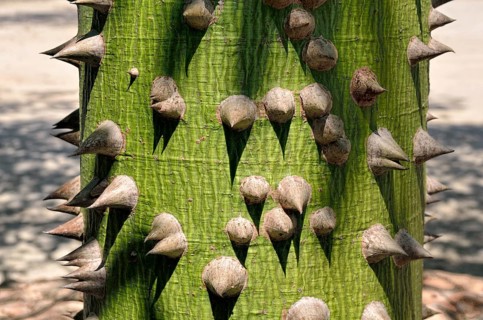 Kapok tree