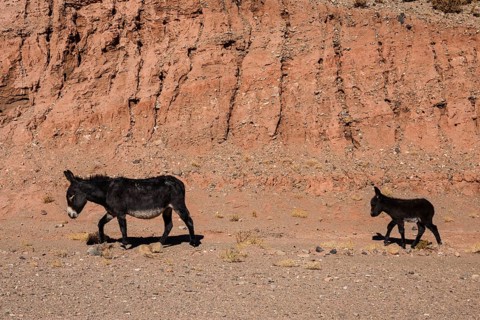 Wild donkeys in the desert
