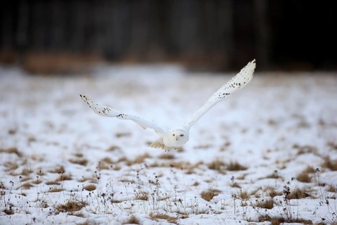 Snowy Owl