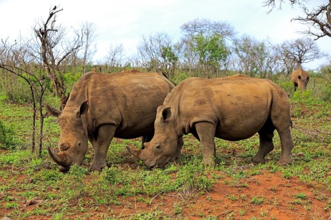 White rhinoceroses