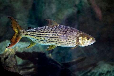 African arowana
