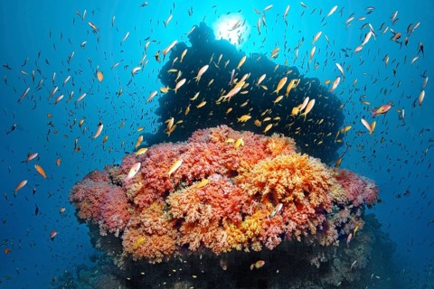 Coral reef