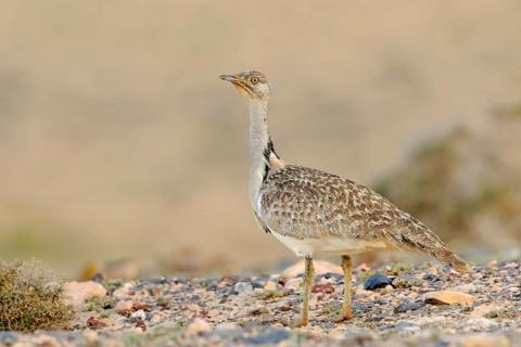 Houbara bustard