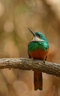 Red-tailed Jacamar