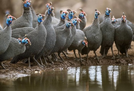 Helmeted guineafowl