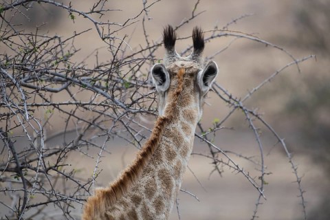 Giraffe