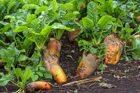 Ripe Sugar beets