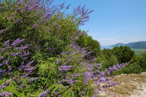 Chaste tree