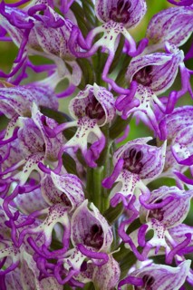 Monkey orchid