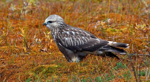 Rough-legged buzzard or hawk