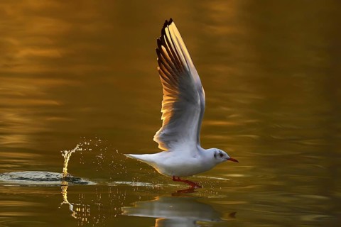 Black-headed gull