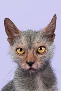 Werewolf Cat or Lykoi Cat