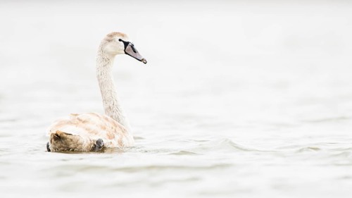 Mute swan