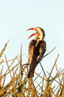 Red-billed hornbill