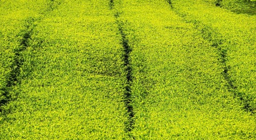 Tea plantations