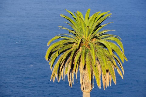 Canary Island date palm