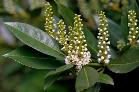 Flowering Cherry laurel