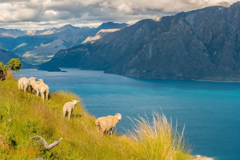 Sheep in a meadow in front of lake Lake Hawea and mountain panorama