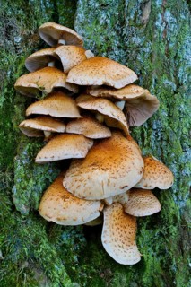 Shaggy scalycap