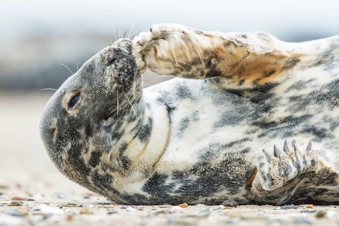 Grey seal