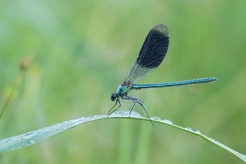 Banded demoiselle