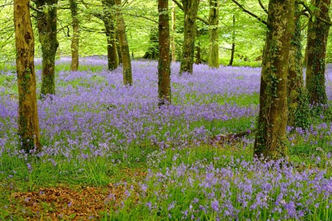 Blossoms of Common bluebell