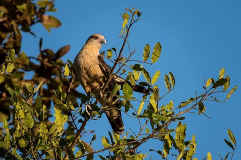 Yellow-headed caracara
