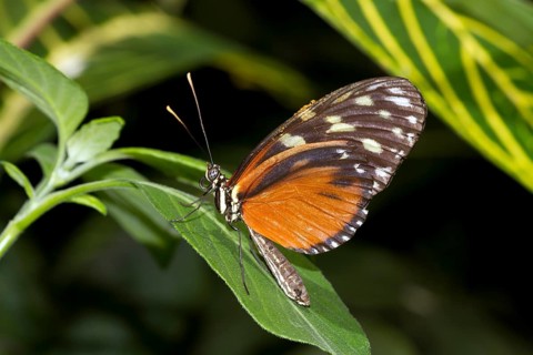 Tiger Longwing
